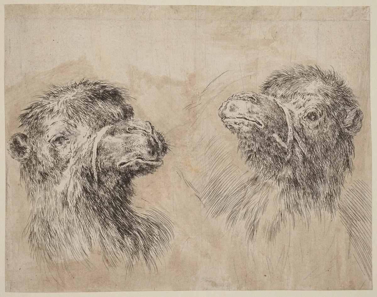 Two Camel Heads [recto] by Stefano della Bella, print, 1649