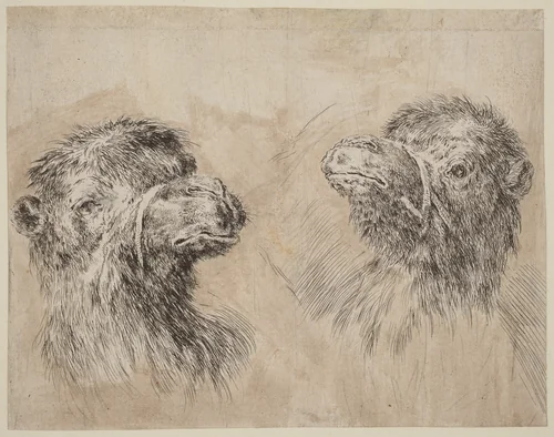 Two Camel Heads [recto] by Stefano della Bella, print, 1649