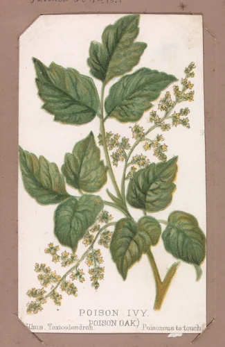 Poison Ivy from the Plants series by Louis Prang & Co., print, 1862-1869