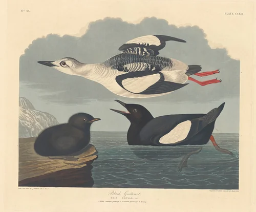 Black Guillemot by Robert Havell, Jr.; John James Audubon, print, 1834