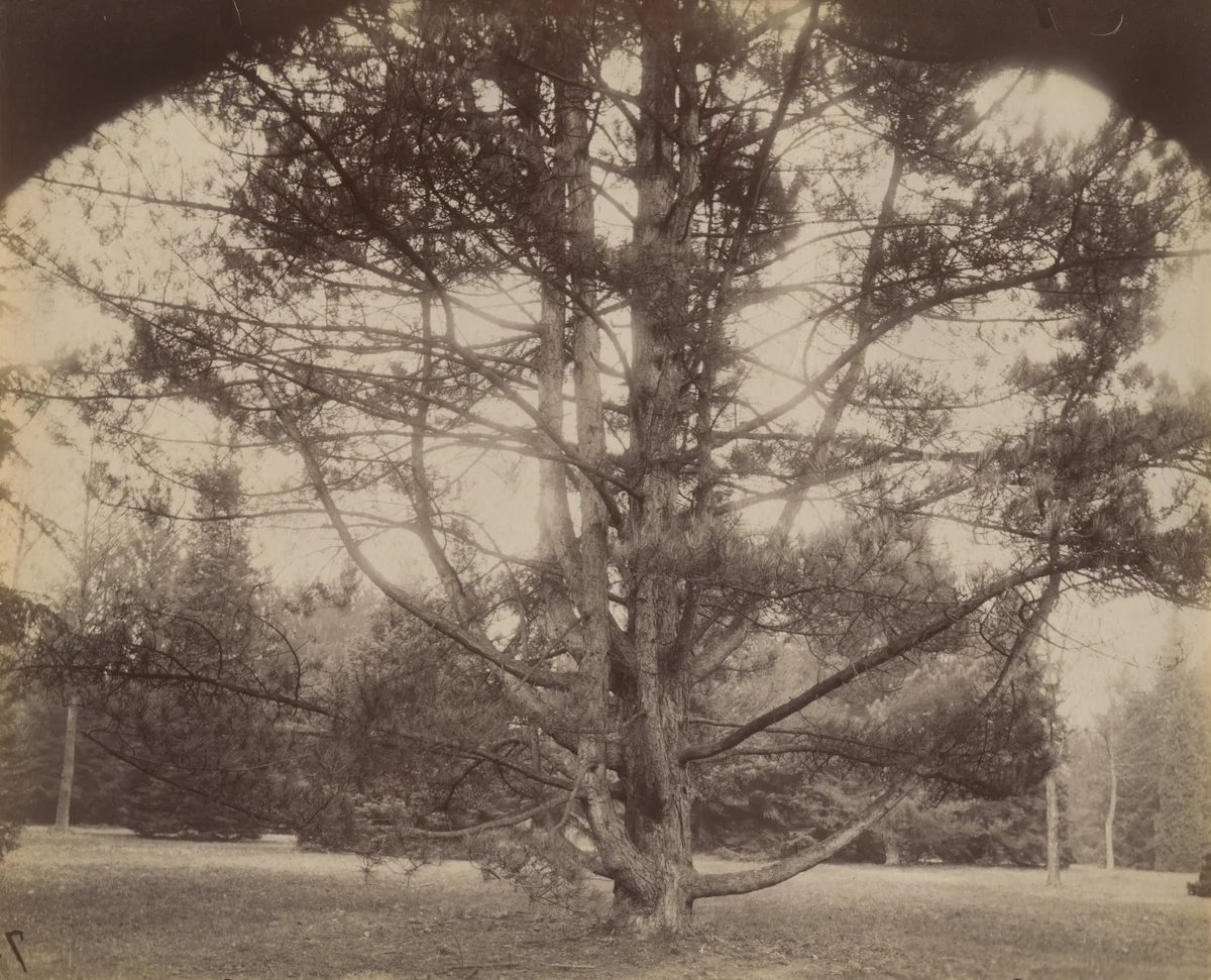 Trianon (Sapin) by Eugène Atget, photograph, 1910