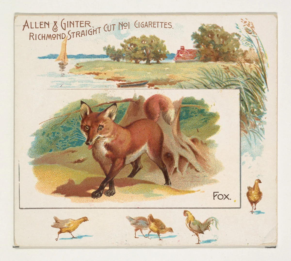 Fox, from Quadrupeds series (N41) for Allen & Ginter Cigarettes by Allen & Ginter, print, 1890
