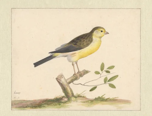 Wilde kanarie by Pieter Holsteyn, drawing, 1600-1662