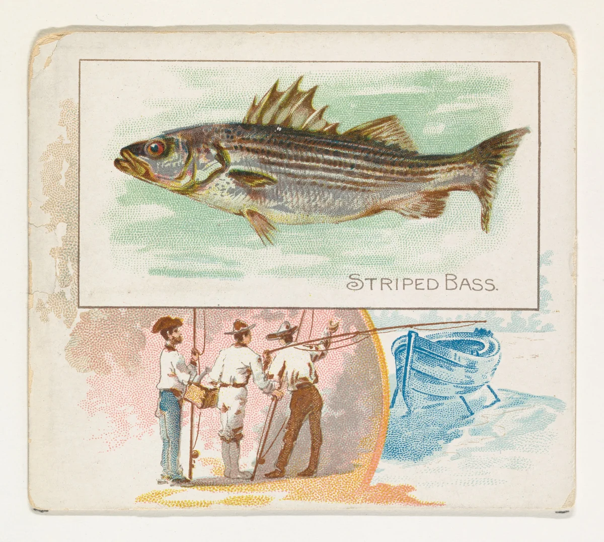 Striped Bass, from Fish from American Waters series (N39) for Allen & Ginter Cigarettes by Allen & Ginter, print, 1889