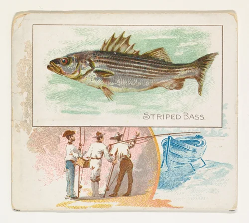 Striped Bass, from Fish from American Waters series (N39) for Allen & Ginter Cigarettes by Allen & Ginter, print, 1889
