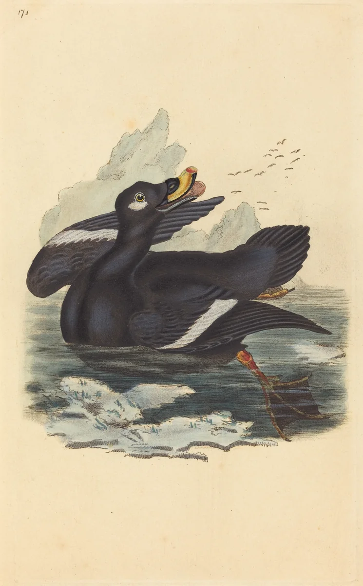 Velvet Duck by British 19th Century, print, 1800-1899