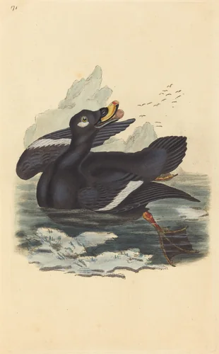 Velvet Duck by British 19th Century, print, 1800-1899