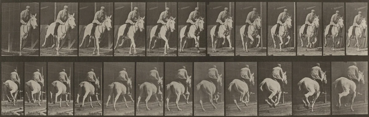 Plate Number 635. "Pandora" galloping, saddled by Eadweard Muybridge, photograph, 1887