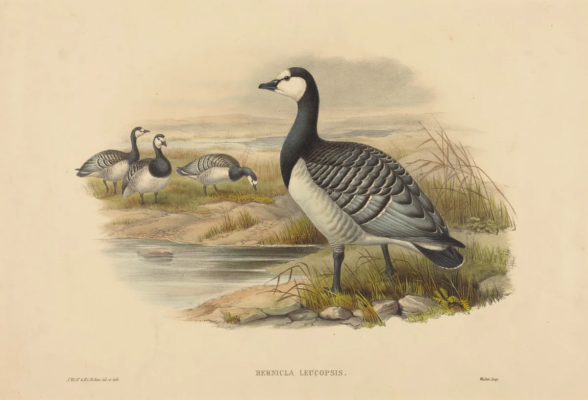 Barnacle Goose (Bernicla Leucopsis) by H.C. Richter; Joseph Wolf, print, 1820-1899