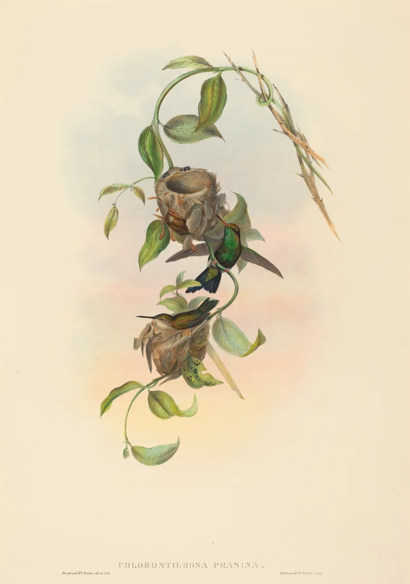 Chlorostilbona prasina (Puncheran's Emerald) by John Gould, print, 1804-1881