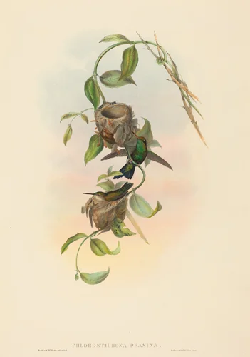 Chlorostilbona prasina (Puncheran's Emerald) by John Gould, print, 1804-1881