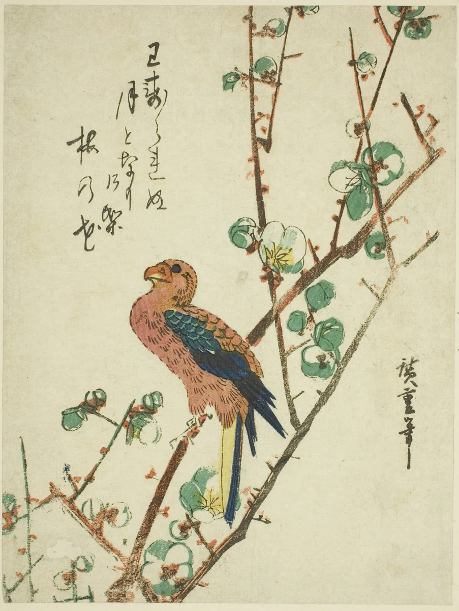 Parrot on plum tree by Utagawa Hiroshige (歌川広重), print, 1830-1839