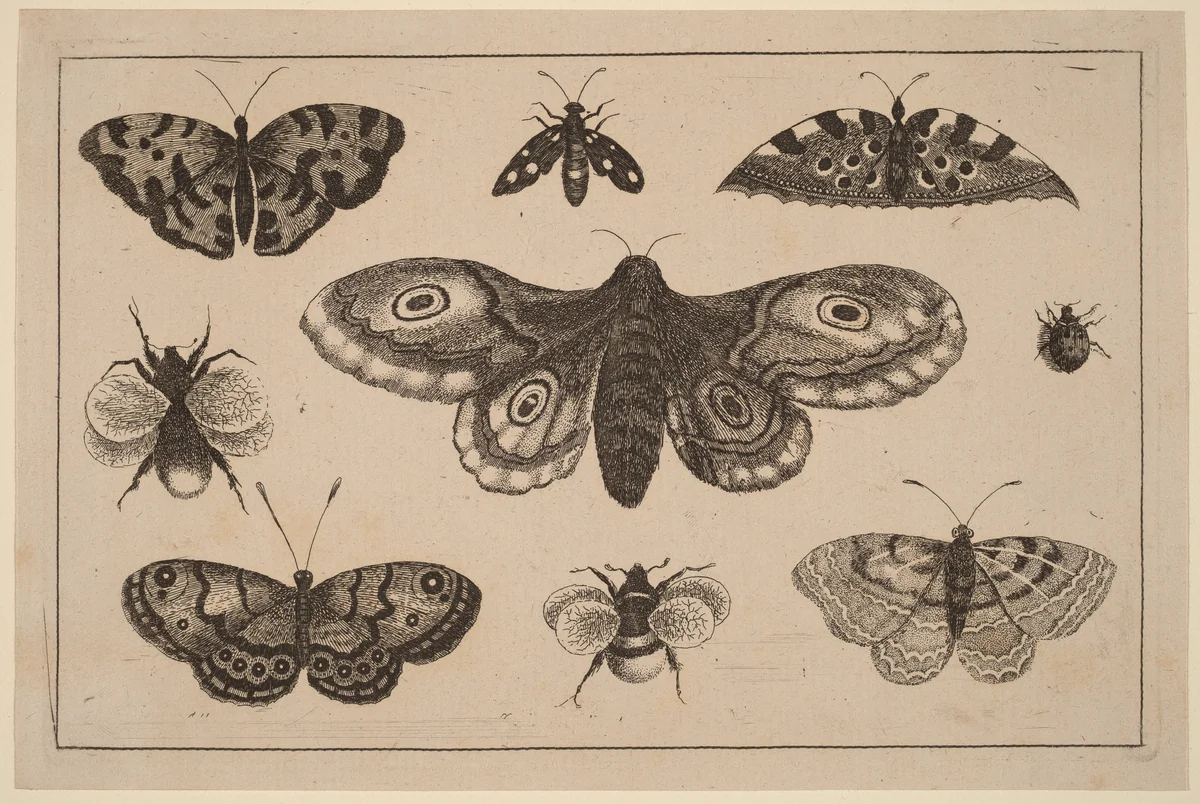 Moth, Butterflies, and Bees by Wenceslaus Hollar, print, 1644-1652