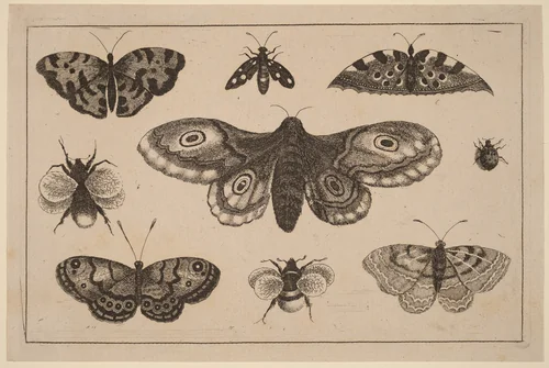 Moth, Butterflies, and Bees by Wenceslaus Hollar, print, 1644-1652