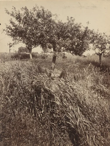 Pommiers et Blés by Eugène Atget, photograph, 1900