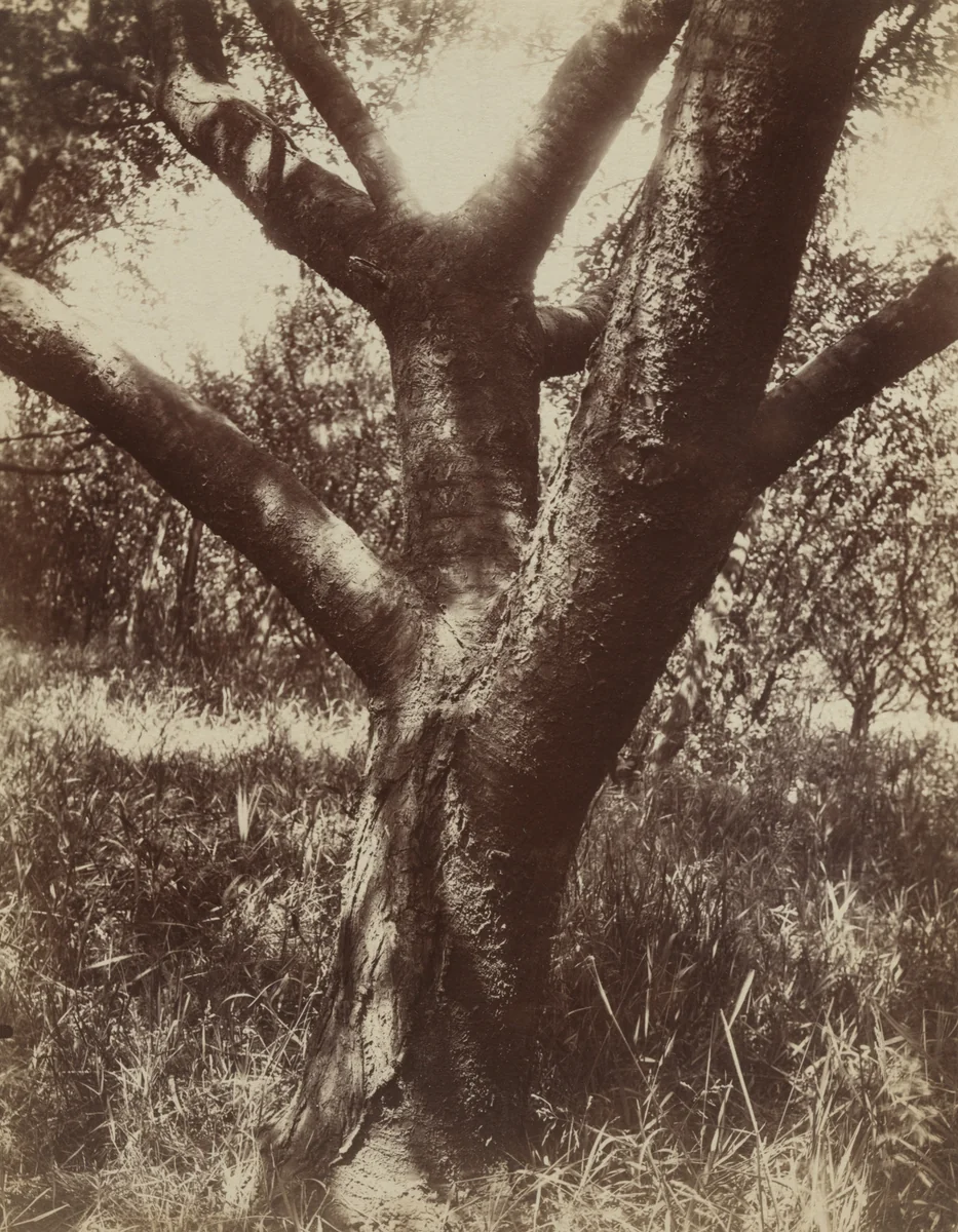 Cherry Tree by Eugène Atget, photograph, 1919