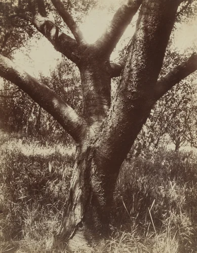 Cherry Tree by Eugène Atget, photograph, 1919