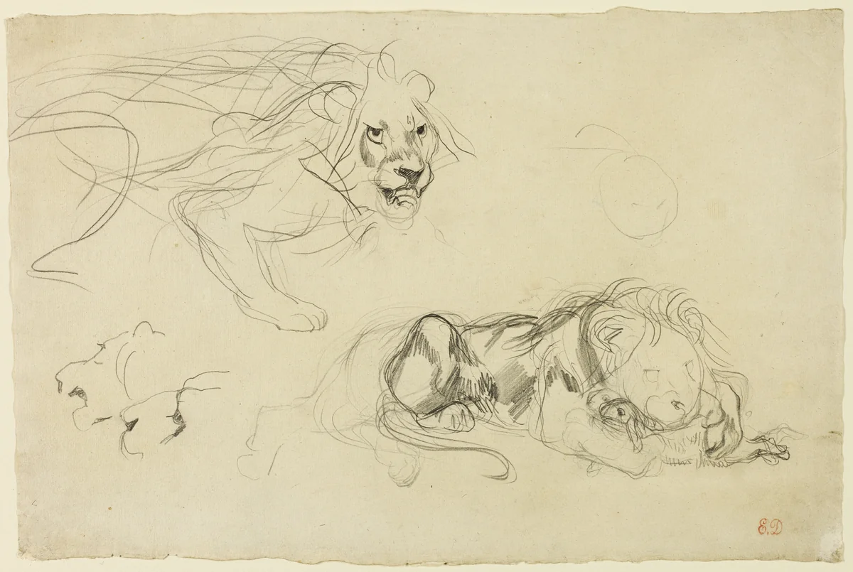 Studies of Lions by Eugène Delacroix, drawing, 1829