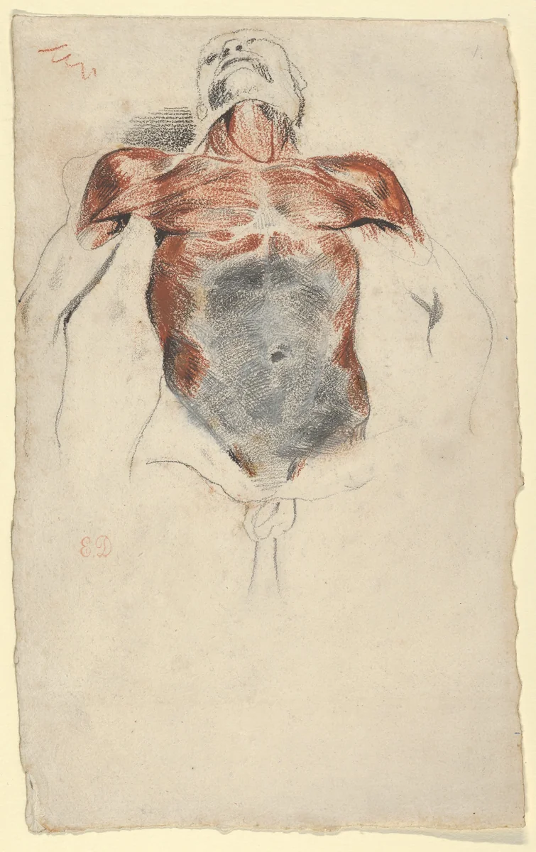 Ecorché: Torso of a Male Cadaver by Eugène Delacroix, drawing, 1820-1863