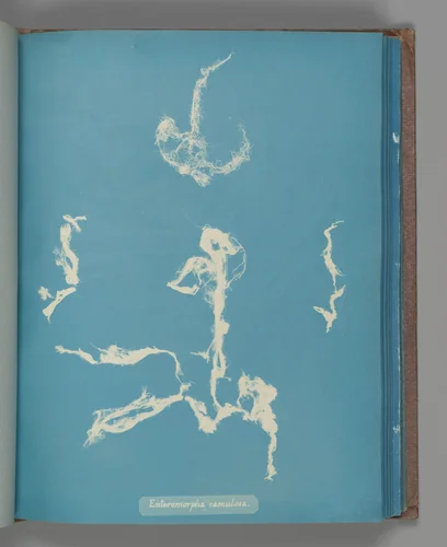 Enteromorpha ramulosa by Anna Atkins, photograph, 1851-1855