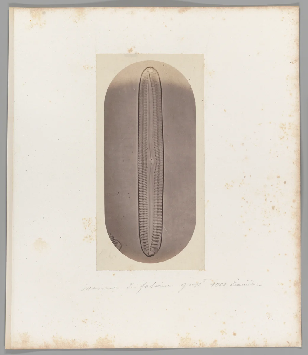 [Untitled] by Auguste-Adolphe Bertsch, photograph, 1853-1857