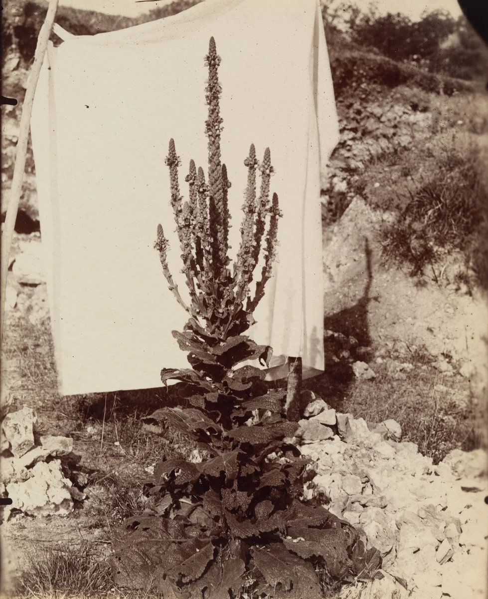 Bouillon-Blanc by Eugène Atget, photograph, 1896