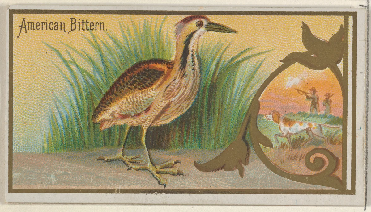 American Bittern, from the Game Birds series (N13) for Allen & Ginter Cigarettes Brands by Allen & Ginter, print, 1889