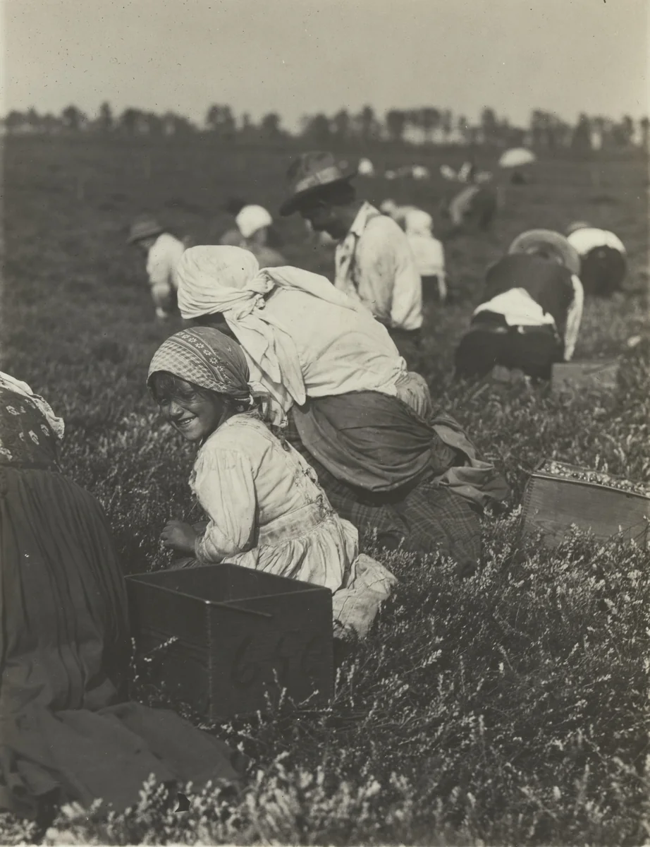 Whitesbog, Browns Mills, New Jersey by Lewis Wickes Hine, photograph, 1910