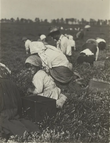 Whitesbog, Browns Mills, New Jersey by Lewis Wickes Hine, photograph, 1910