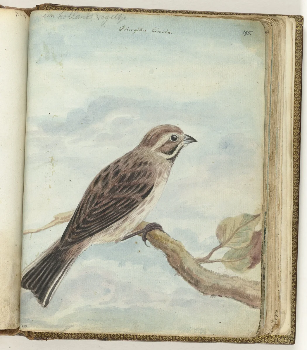 Hollandse vogel by Jan Brandes, drawing, 1770-1787
