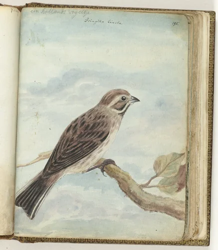 Hollandse vogel by Jan Brandes, drawing, 1770-1787