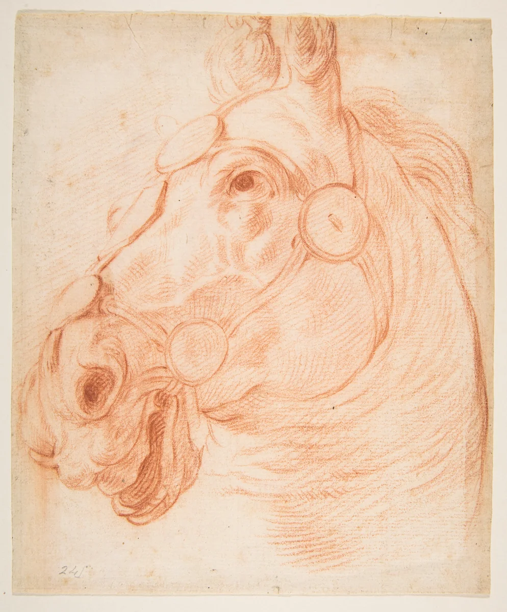 Study for a Horse's Head by Baldassarre Franceschini, drawing, 1645-1655