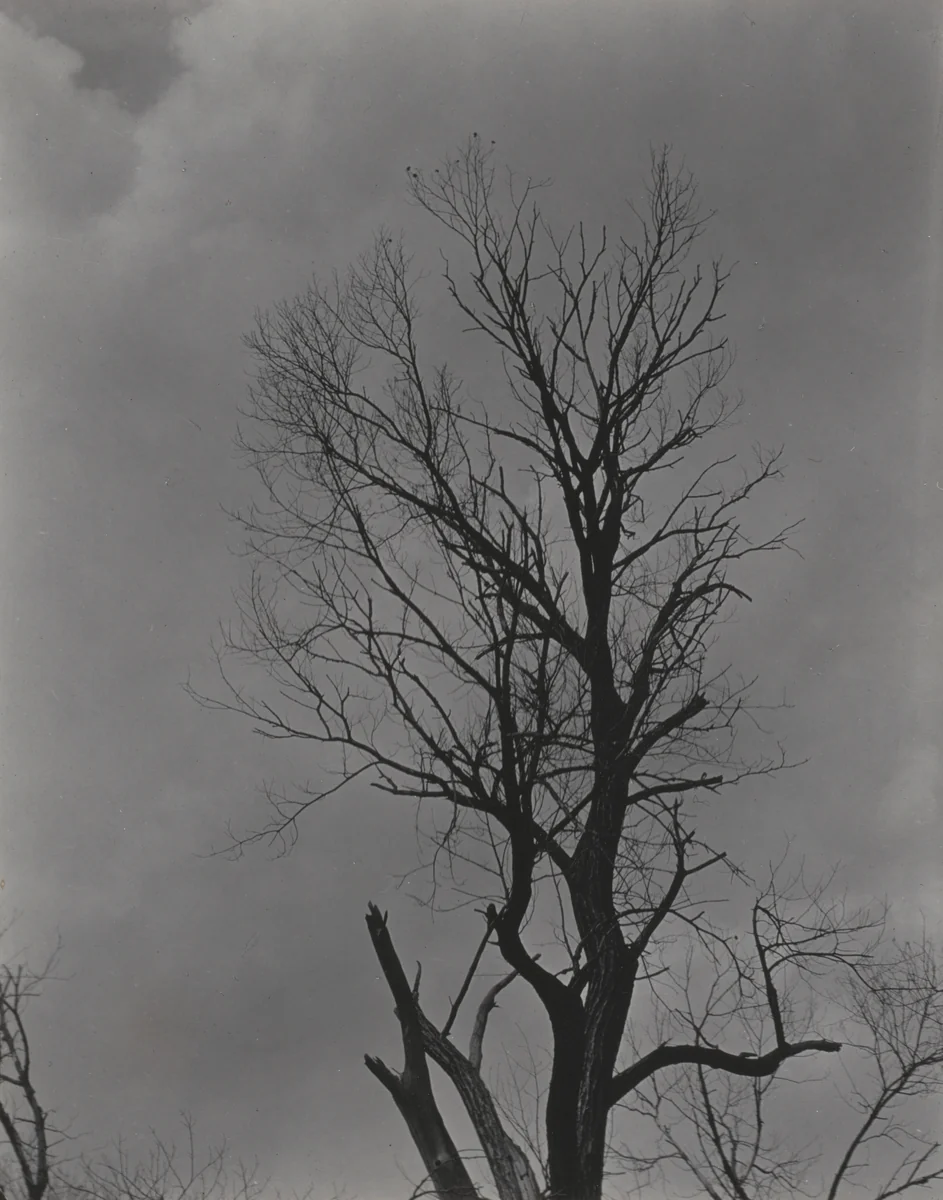 Tree Set 2 by Alfred Stieglitz, photograph, 1924
