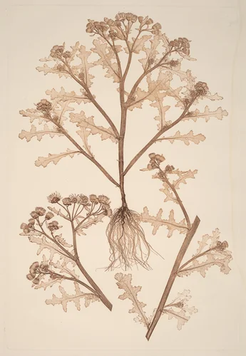 Senecio viscosus by Alois Pokorny, Constetin von Ettinghausen, print, 1856