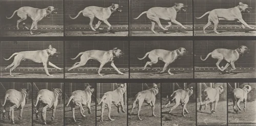 "Dread" Galloping: Plate 707 from Animal Locomotion (1887) by Eadweard Muybridge, photograph, 1884