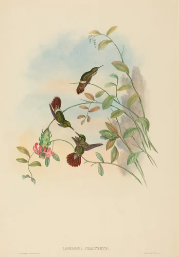 Lophornis chalybeus (Festive Coquette) by H.C. Richter; John Gould, print, 1804-1881