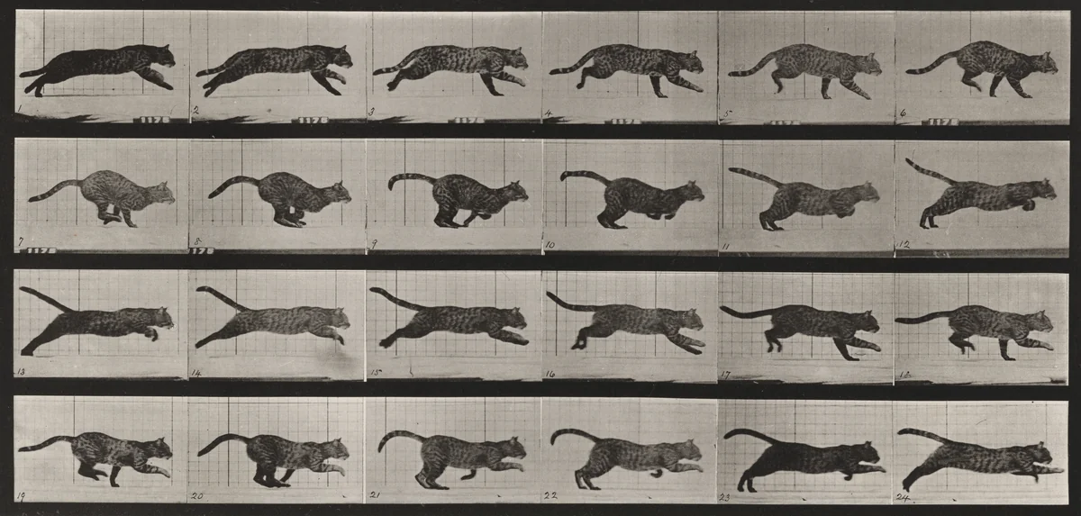 Plate Number 720. Cat; galloping by Eadweard Muybridge, photograph, 1887