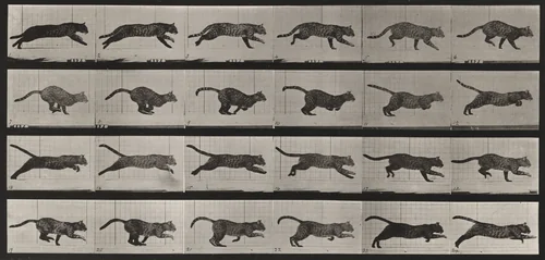 Plate Number 720. Cat; galloping by Eadweard Muybridge, photograph, 1887