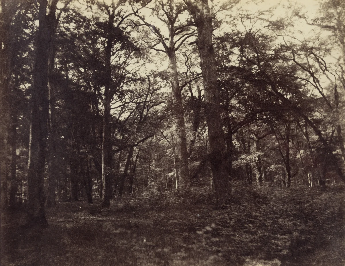 Forest of Fontainebleau, Great Forest of Cedars, West of Teniet-el-Had, Algeria by John B. Greene, photograph, 1852