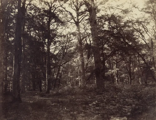 Forest of Fontainebleau, Great Forest of Cedars, West of Teniet-el-Had, Algeria by John B. Greene, photograph, 1852