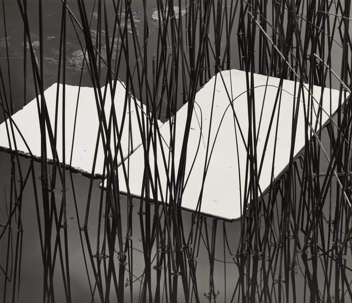 Reeds and Plastic, Norway by Brett Weston, photograph, 1972
