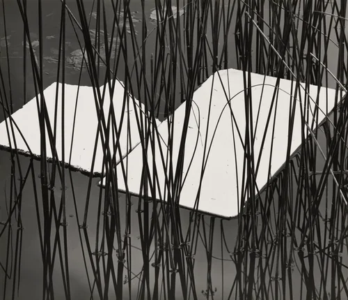 Reeds and Plastic, Norway by Brett Weston, photograph, 1972