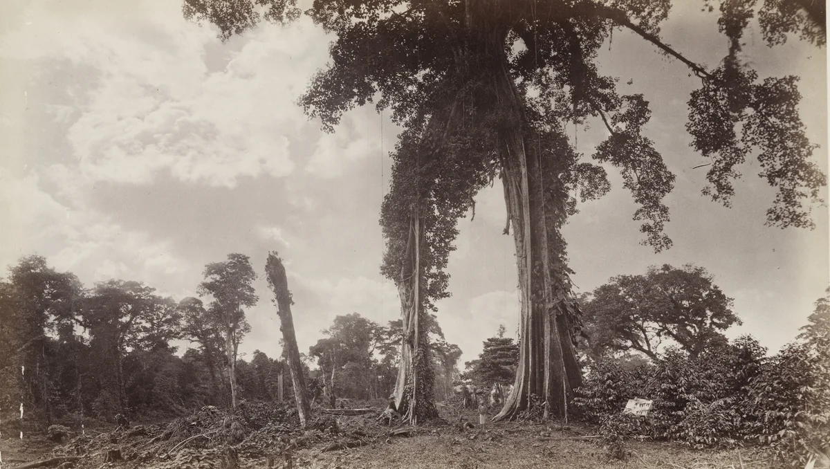 Matapala Tree, Las Nubes by Eadweard Muybridge, photograph, 1875