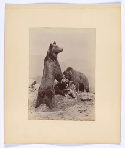 [Two Bears] by Ottomar Anschütz, photograph, 1889