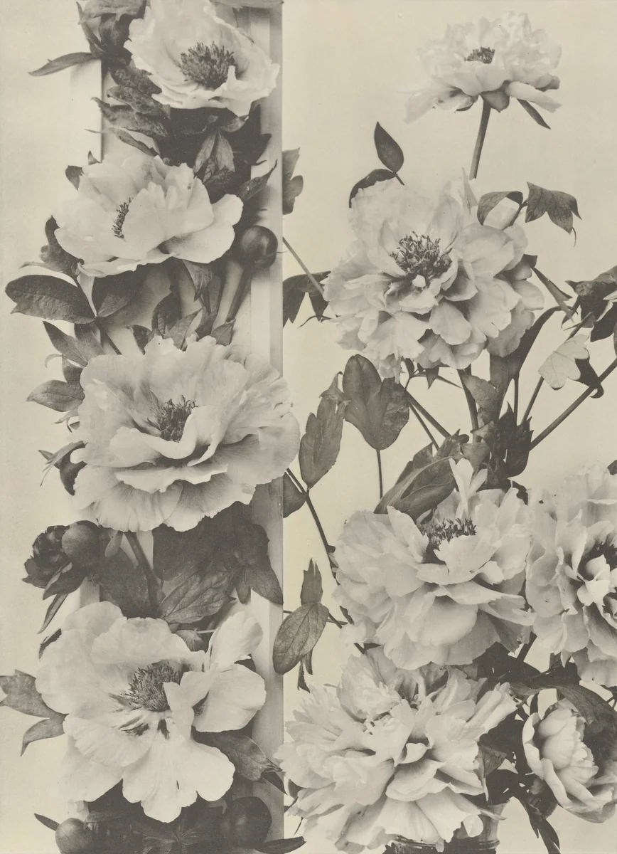 Page from Festons und Dekorative Gruppen by Unidentified Photographer, photograph, 1893