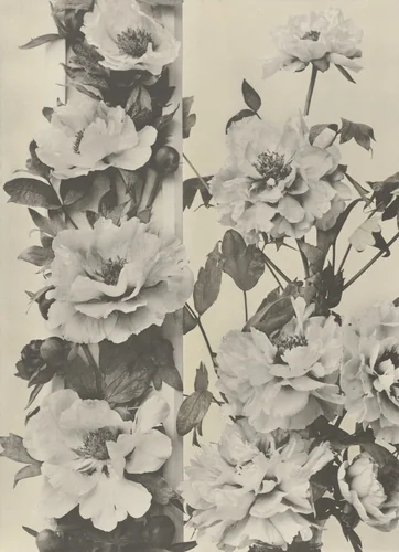 Page from Festons und Dekorative Gruppen by Unidentified Photographer, photograph, 1893