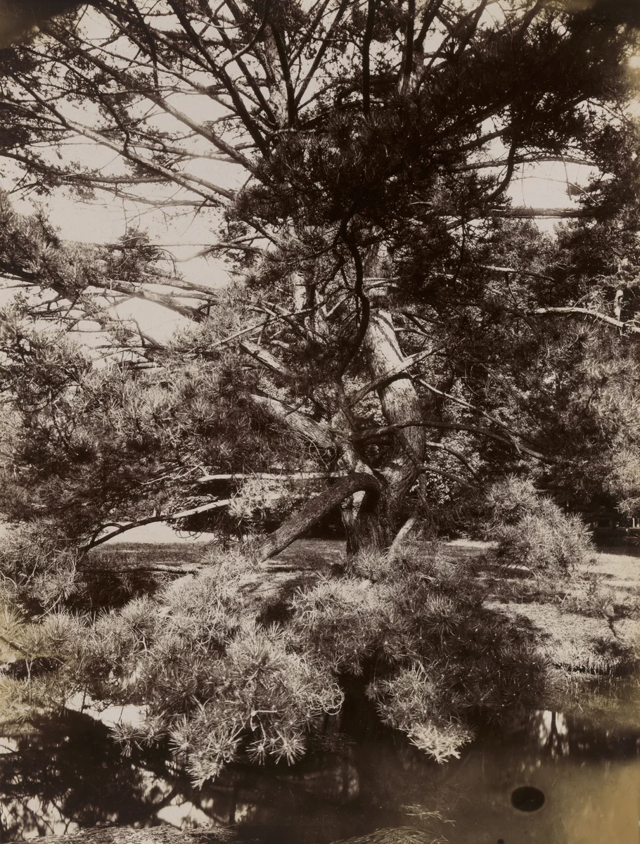 Trianon, sapin by Eugène Atget, photograph, 1910