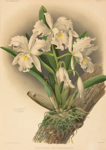 Cattleya Rochellensis by Gustav Leutzsch; Charles Storer, print, 1780-1899