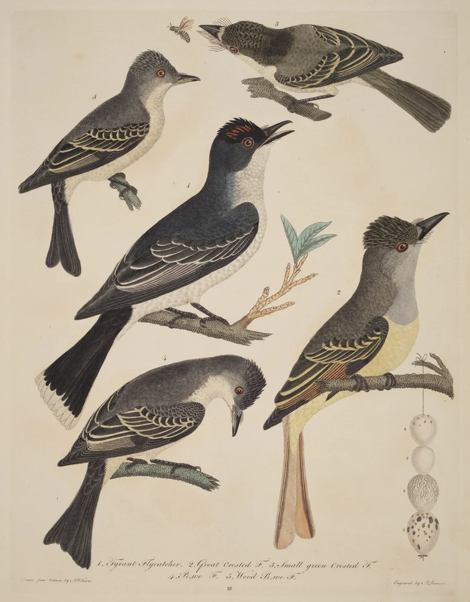 Five Birds with Their Eggs and an Insect by Alexander Wilson, print, 1773-1846