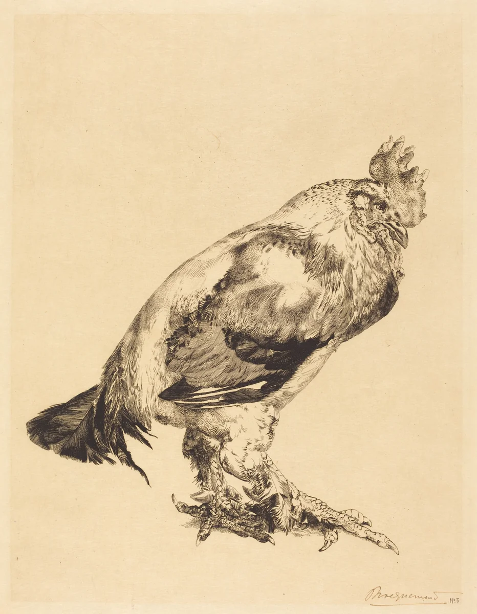 The Old Cock by Félix Bracquemond, print, 1882